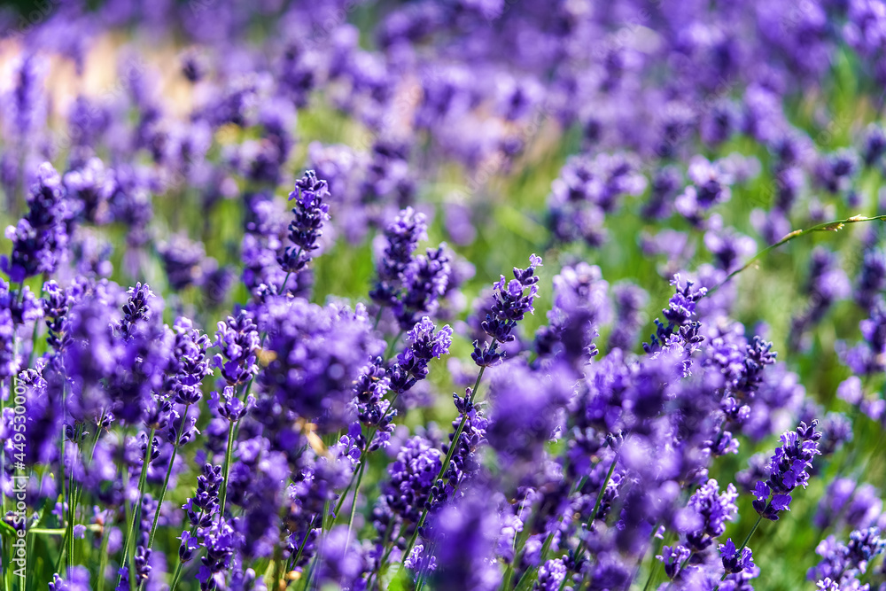 lavender flowers close up with blurred background