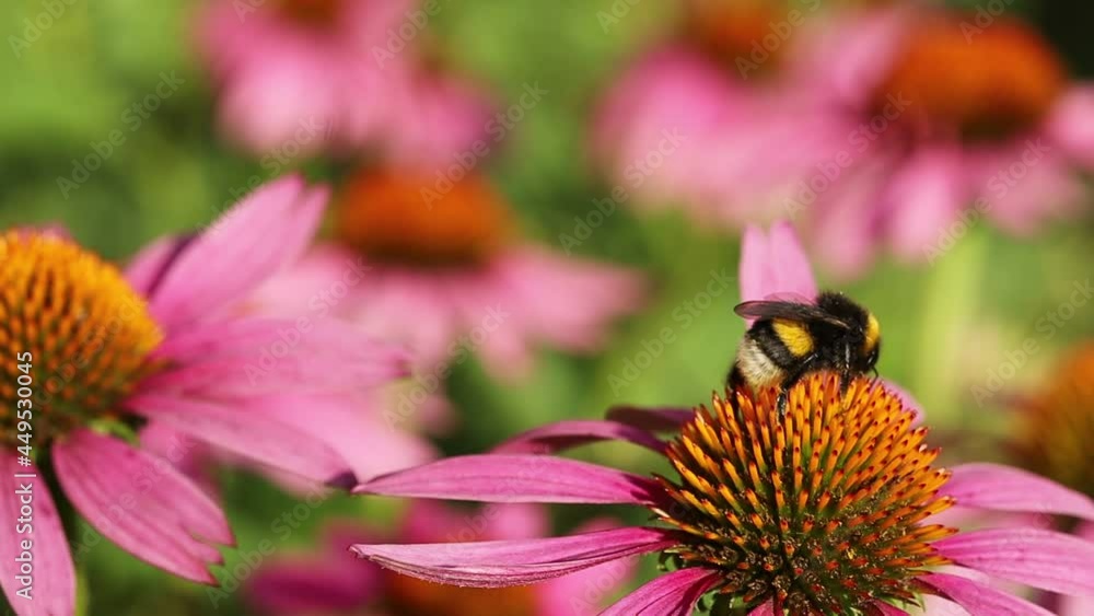 bee on a flower bee on a flower
