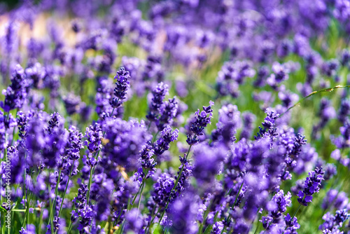 lavender flowers close up with blurred background