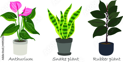 Indoor plants in a pot isolated set include Anthurium Snake plant and Rubber plant