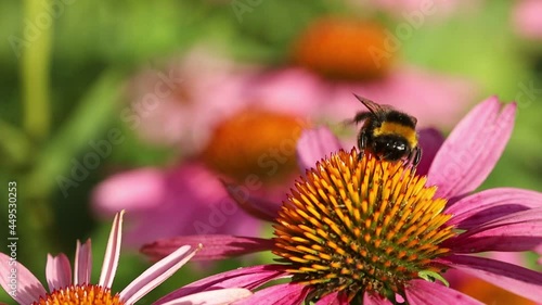 bee on flower