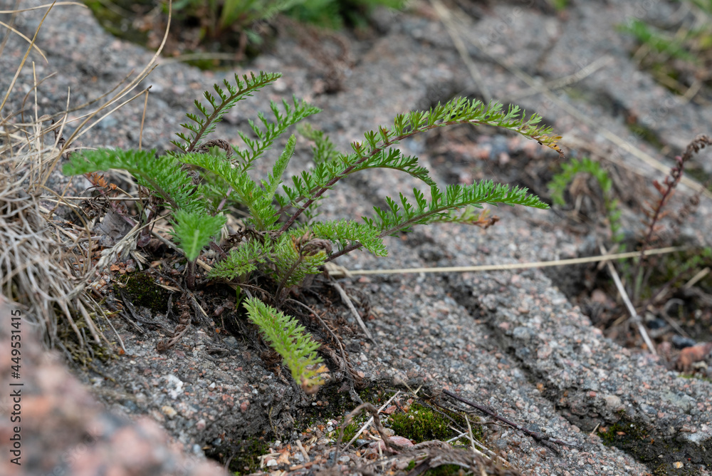 Obraz premium small plant on the slope