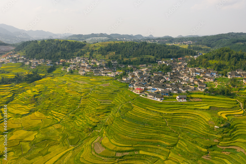 The main grain producing area of Guangdong Province in southern China. Beautiful natural landscape of rice fields.