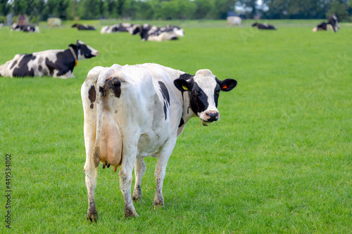 Selective focus of cow butt standing on green meadow, Holland typical polder landscape in summer with black and white Dutch, Open farm with dairy cattle on the grass field in countryside, Netherlands.