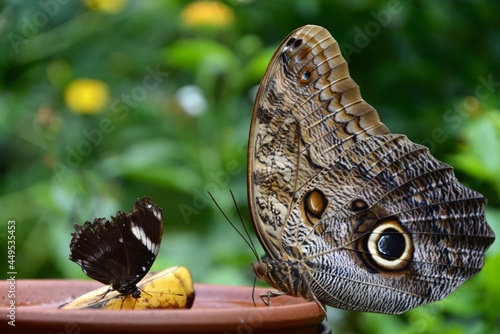 Huge owl butterfly (Caligo memnon) eating banana