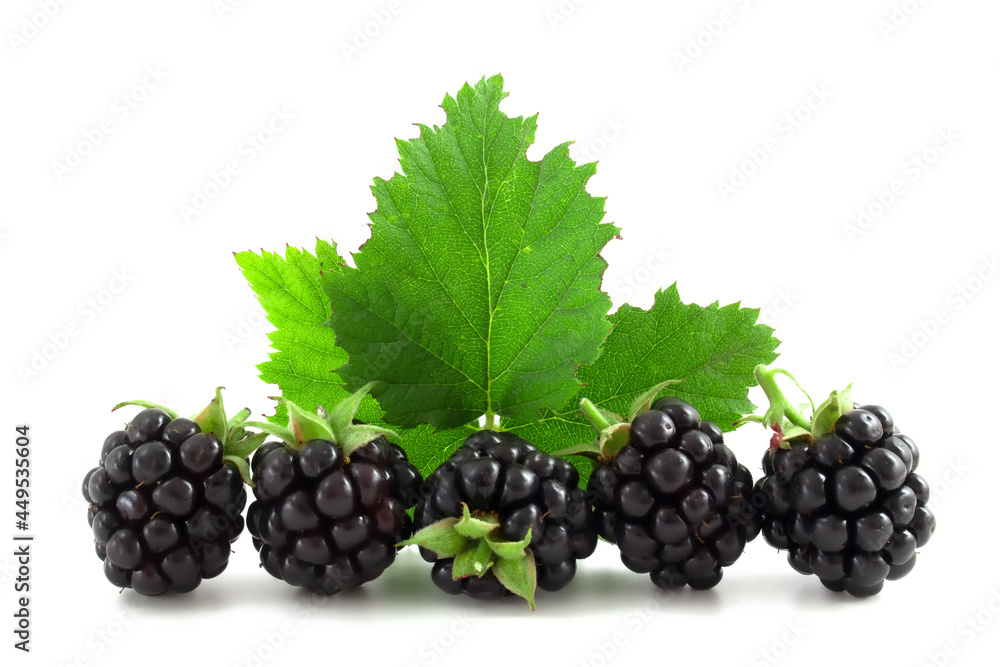 Blackberries with leaves isolated on white background. Fresh berries, healthy fruits. Blackberries with leaves isolated on white background. Fresh berries, healthy fruits.
