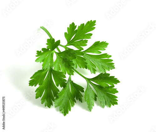 Fresh green branch of parsley with leaves isolated on white background.