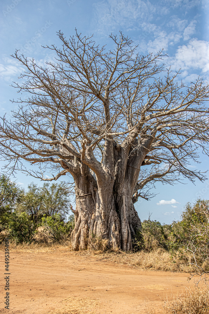 tree in the middle of the Savanah tree in the middle of the Savanah