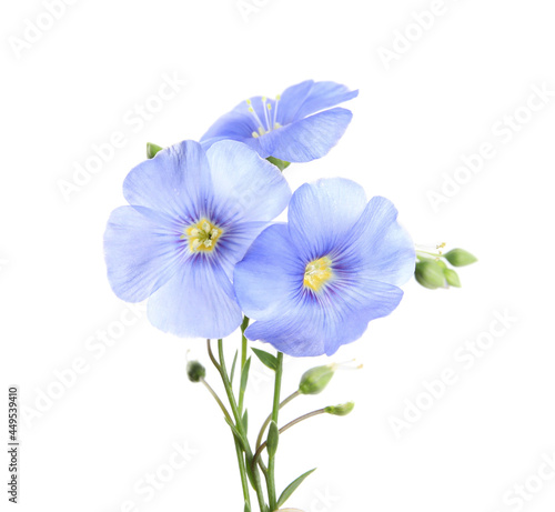 Beautiful light blue flax flowers isolated on white © New Africa