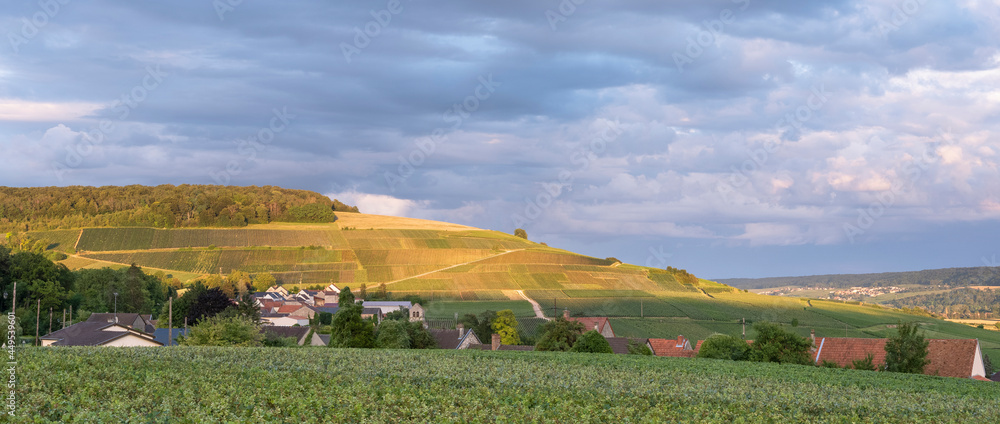 Obraz premium vineyards in marne valley south of reims in french region champagne ardenne