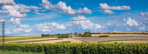 sunflower in french countryside south of reims under blue sky in summer