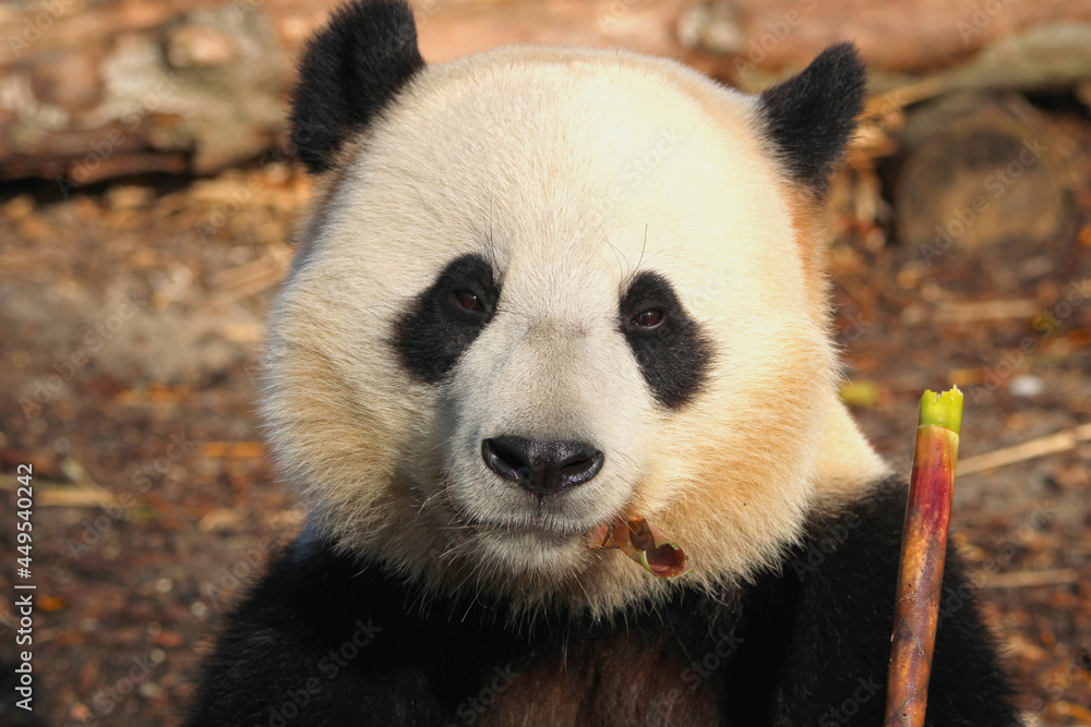 Panda géant Panda géant