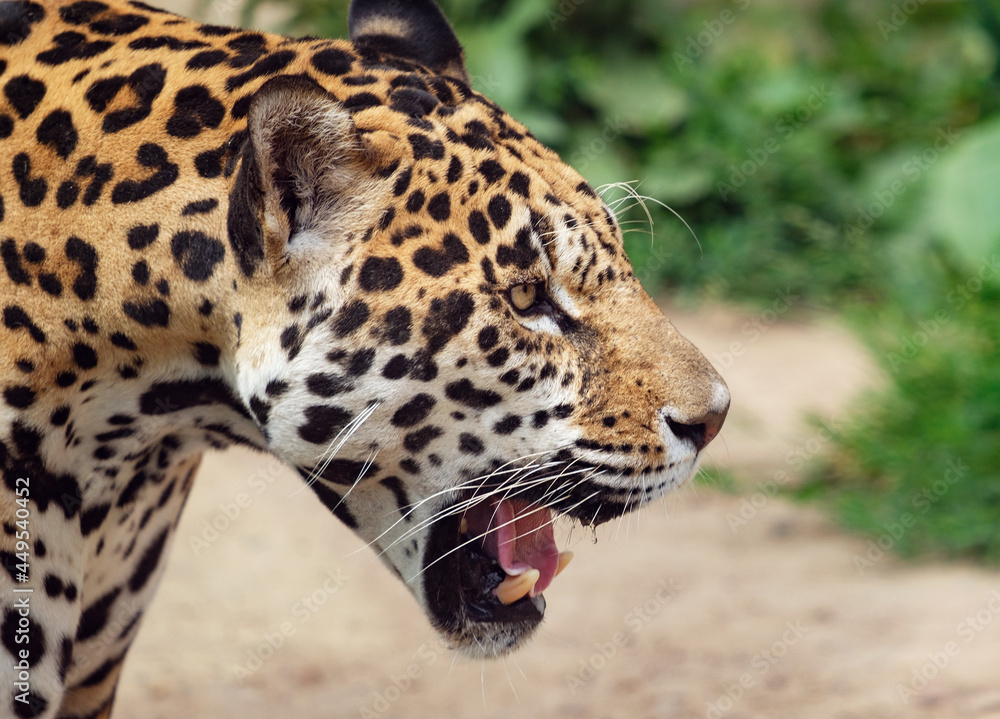 Obraz premium Jaguar with mouth open, Panthera onca