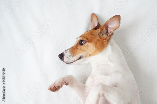 Fototapeta Naklejka Na Ścianę i Meble -  jack russell terrier, happy dog in the bed