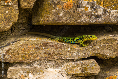 The Republic of Crimea. Pike perch. July 12, 2021. A colorful mountain lizard crawls along the walls of the old fortress. photo