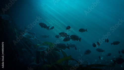 Silhouette fish with background light rays