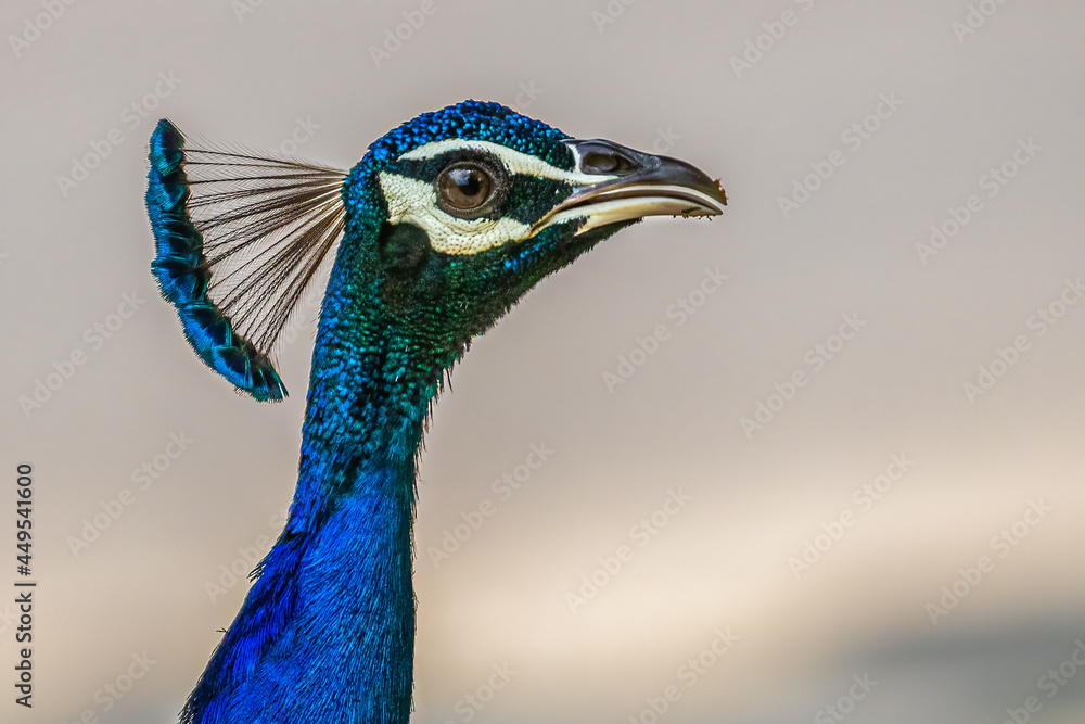 Side pose of closeup of Peacock Side pose of closeup of Peacock