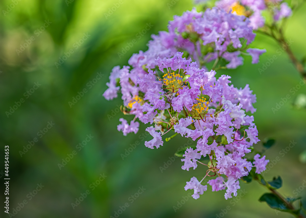 Pink Pride of India Flower