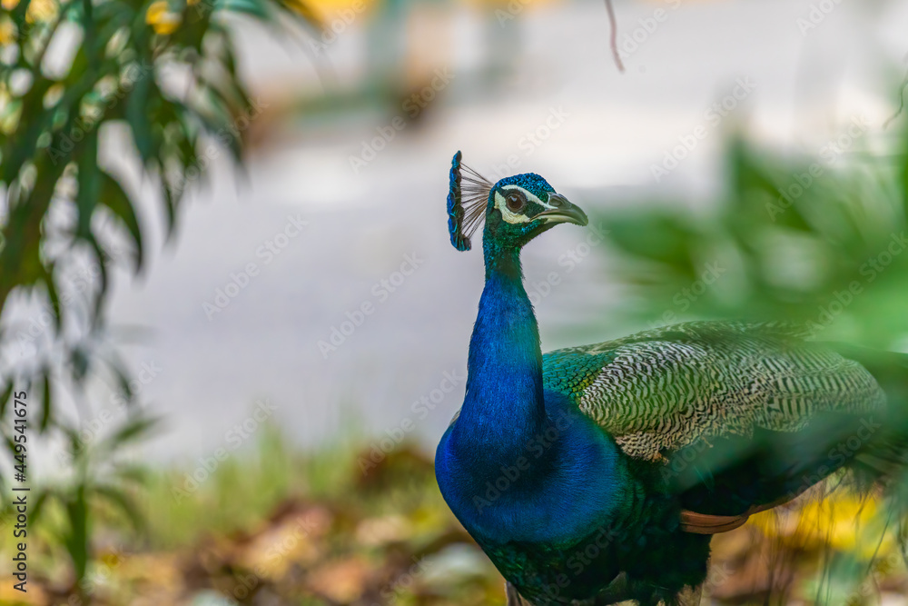 Obraz premium Peacock in the garden closeup