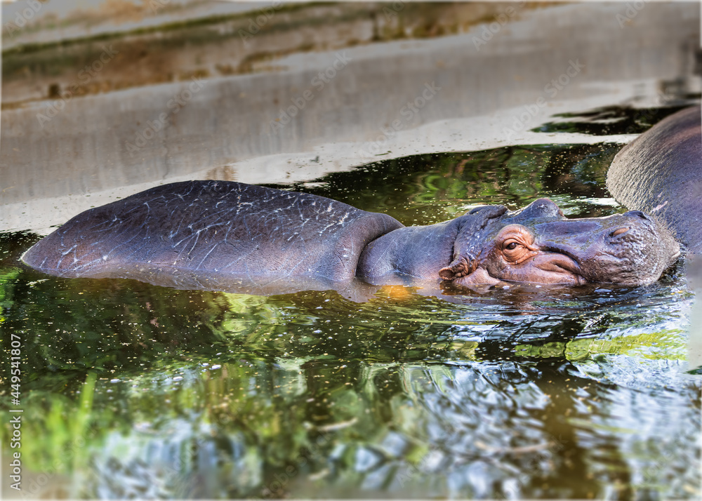 A hippo enjoying water in a hot summer A hippo enjoying water in a hot summer