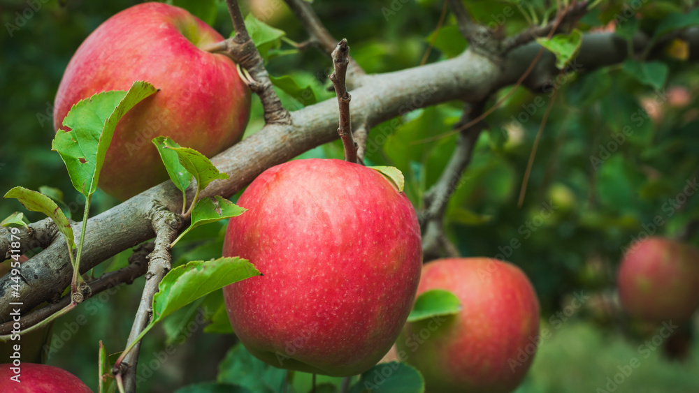 Red apples on a tree close up Red apples on a tree close up