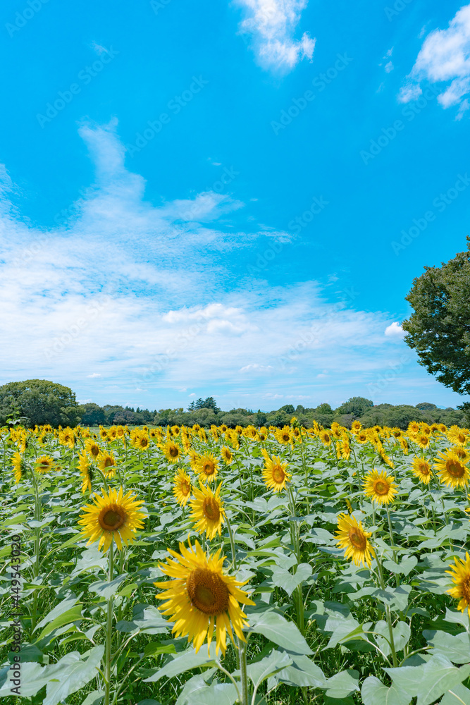 Obraz premium sunflower field with sky