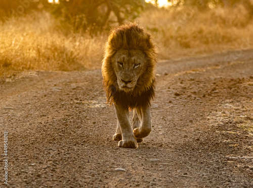 lion male in the savannah