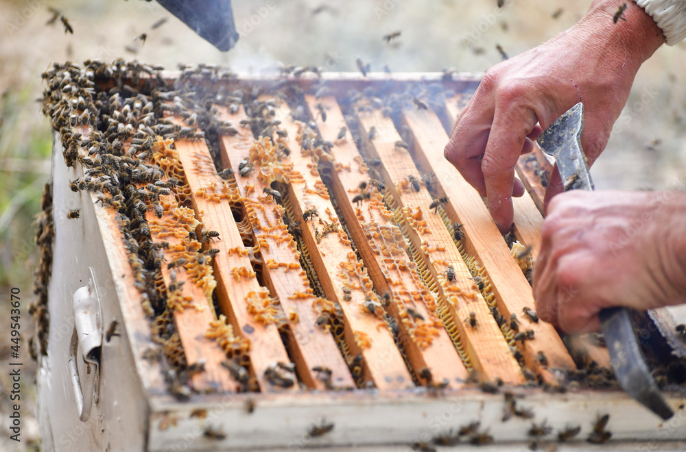 Beekeeping
Beekeeping