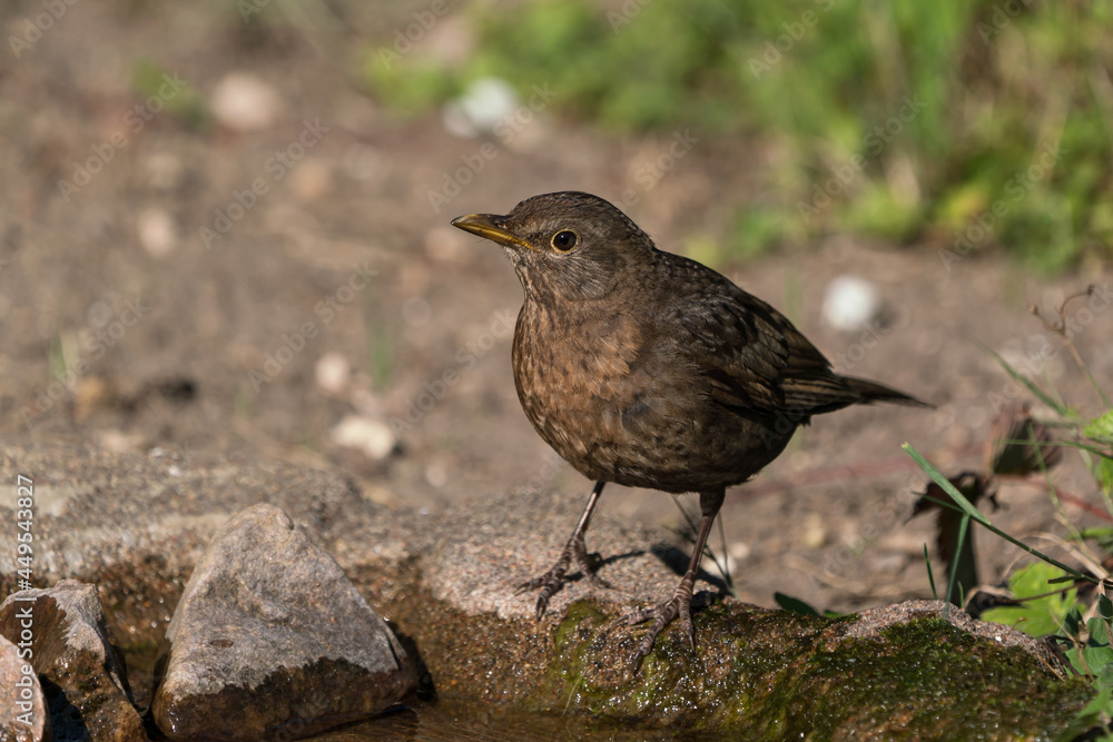 Thirsty common eurasian blackbird female standing on the ground Thirsty common eurasian blackbird female standing on the ground