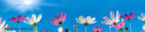 Garden flowers are pink cosmea cosmos flowers  with white clouds.Beautiful natural background of panoramic view. Landscape wide format  copy space.