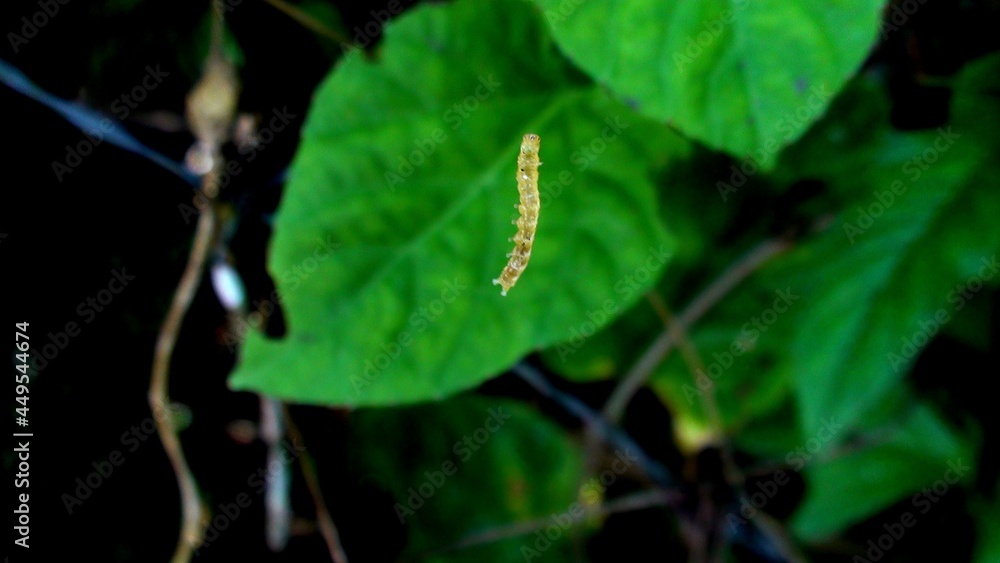 inseto larva