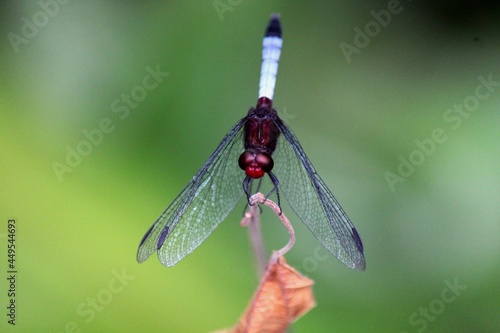inseto libéula - anisoptera  photo