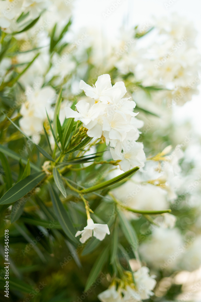 white flowers in the garden white flowers in the garden