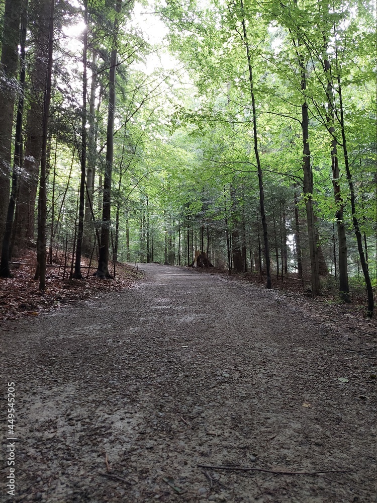 Obraz premium path in the woods