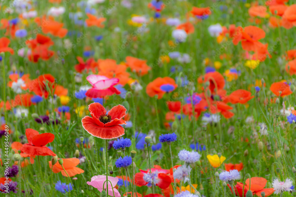Bright red poppy flowers in summer colorful wildflower meadow Bright red poppy flowers in summer colorful wildflower meadow