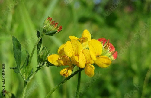 Yellow lotus corniculatus flowers on natural green background, closeup photo