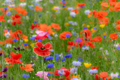 Bright red poppy flowers in summer colorful wildflower meadow