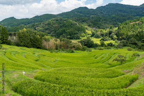 夏の棚田 千葉県 大山千枚田１ © manabu307