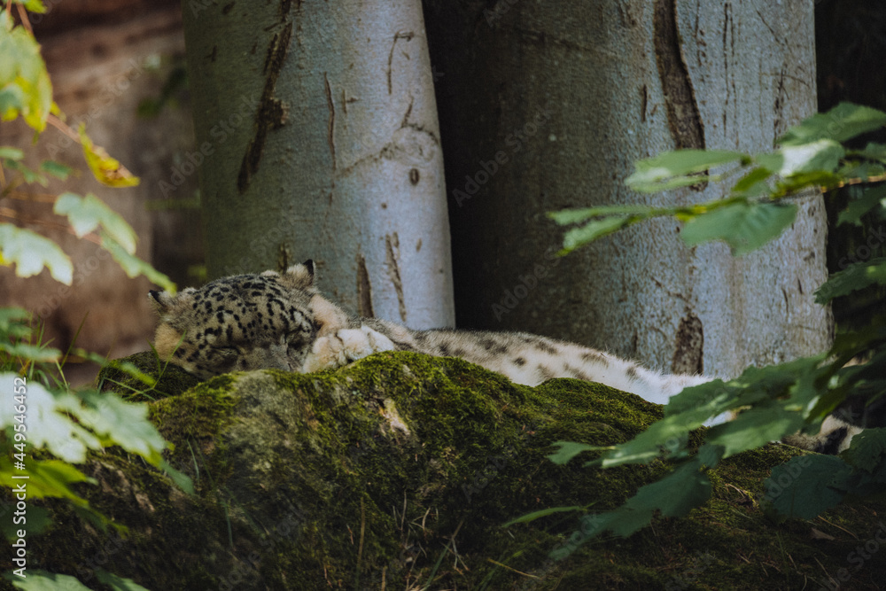 Snow Leopard Snow Leopard