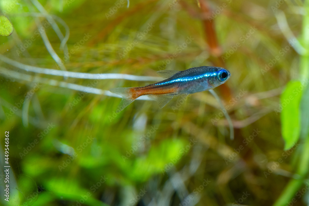 neon tetra (Paracheirodon innesi) neon tetra (Paracheirodon innesi)