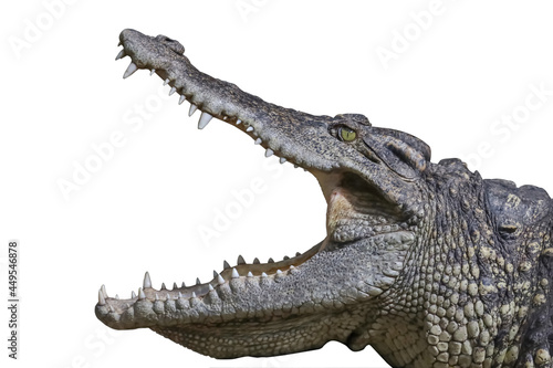 Close up head crocodile is show mouse and teeth on the rock on white background Fototapet