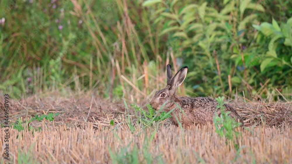 Brown hare sits on the mowed corn field and searchs food, summer, july, (lepus capensis), germany Brown hare sits on the mowed corn field and searchs food, summer, july, (lepus capensis), germany