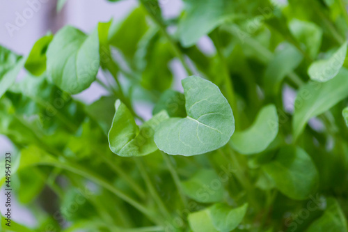 Arugula fresh leaves growth