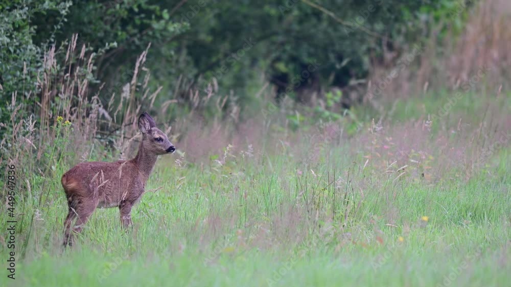 Roe deer fawn standing alone on the meadow and watch curious, summer, july, (capreolus capreolus), germany Roe deer fawn standing alone on the meadow and watch curious, summer, july, (capreolus capreolus), germany