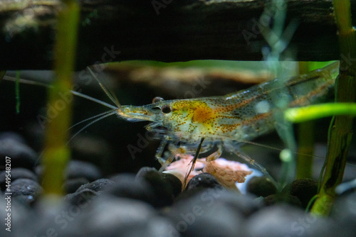 Eating food at the bottom of the tank Freshwater shrimp