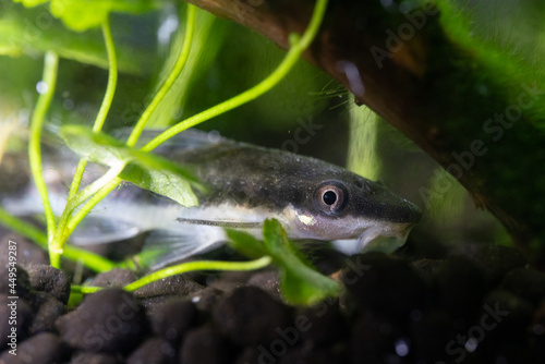 Otocinclus eating moss in an aquarium.