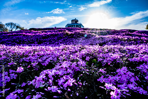 北海道の春の到来　芝桜 photo