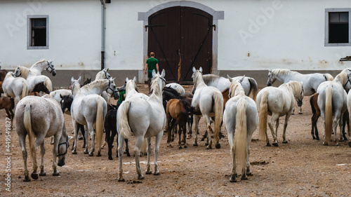 Fototapeta Naklejka Na Ścianę i Meble -  Beautiful horses at the Lipica stud. Slovenia.