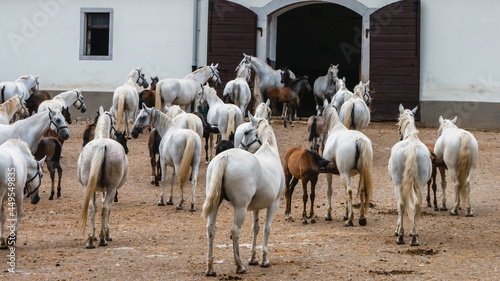 Fényképezés Beautiful horses at the Lipica stud. Slovenia.