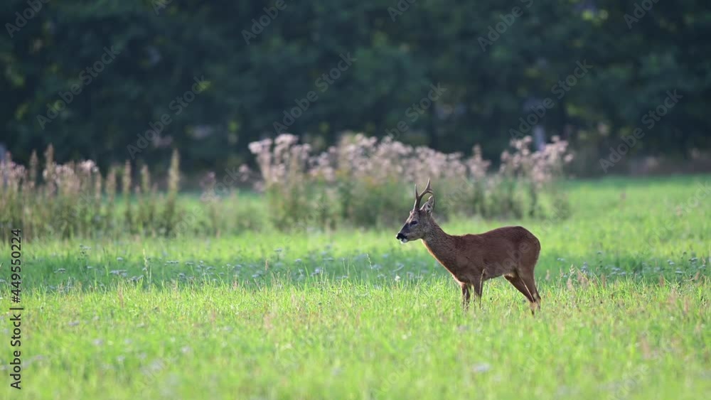 Roe buck searchs food on the meadow and watch for females, mating seasons, summer, july, (capreolus capreolus), germany Roe buck searchs food on the meadow and watch for females, mating seasons, summer, july, (capreolus capreolus), germany